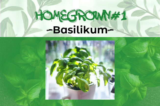 Homegrown #1: Basilikum